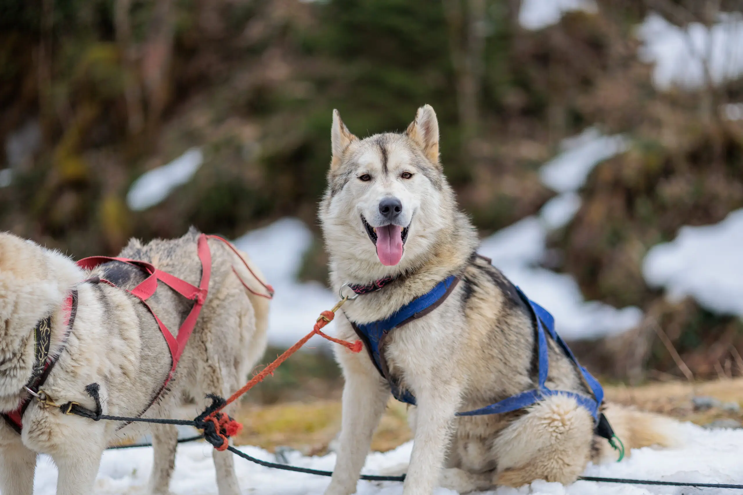 Chiens de traineau